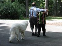 Landis the Dog learns the Polka